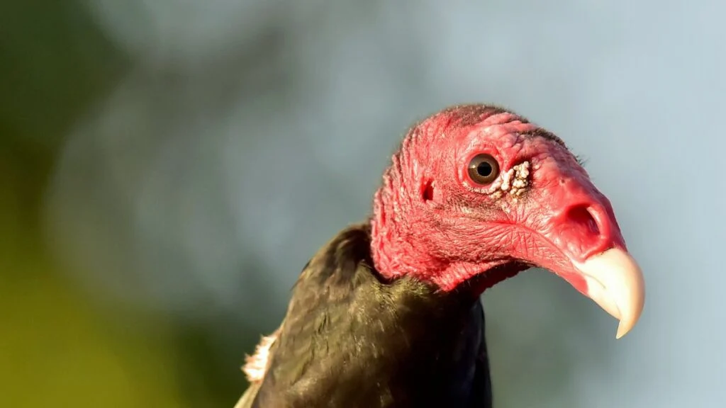 A pulykakeselyű, vörös fejével és fekete tollazatával, természetes környezetben.