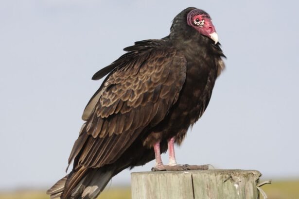 Pulykakeselyű egy fán állva, szárnyait kissé szétnyitva, napfényben.