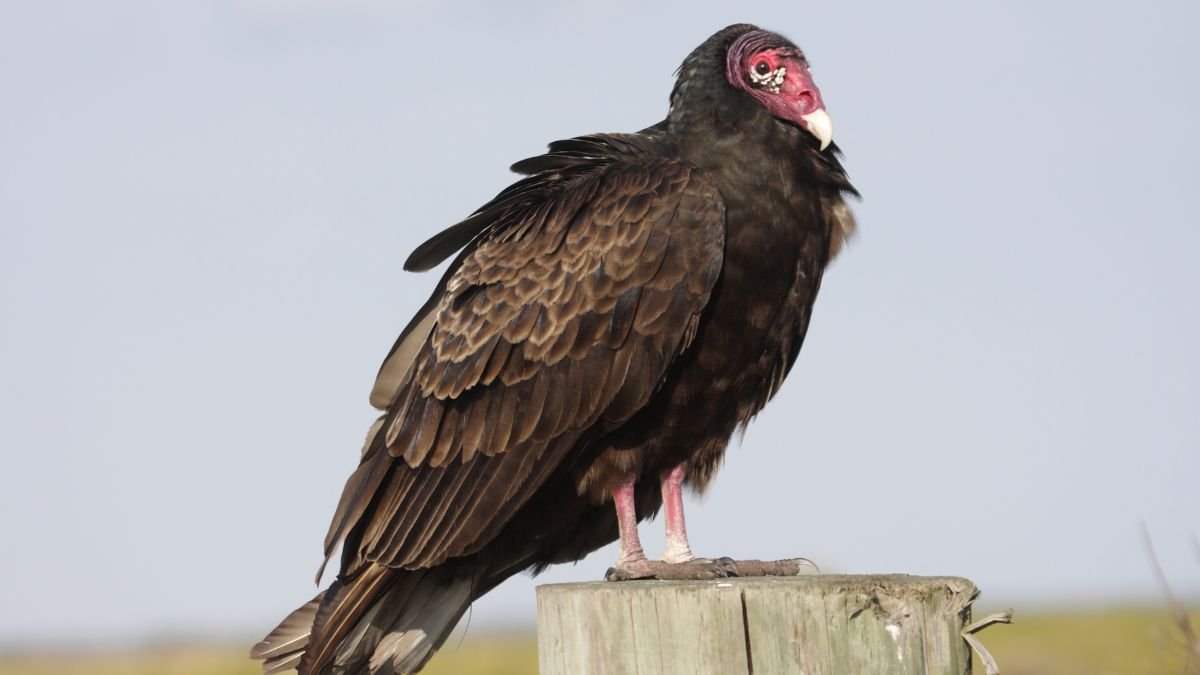 Pulykakeselyű egy fán állva, szárnyait kissé szétnyitva, napfényben.