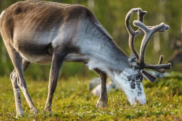 Egy rénszarvas, amint fűt legel a zöld fűben, háttérben fák.