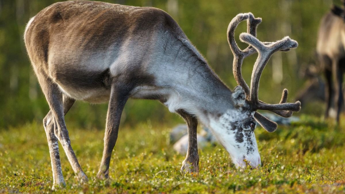 Egy rénszarvas, amint fűt legel a zöld fűben, háttérben fák.