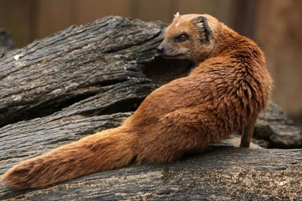 Egy rókamanguszta ül egy fán, szőrzete barna és sűrű.