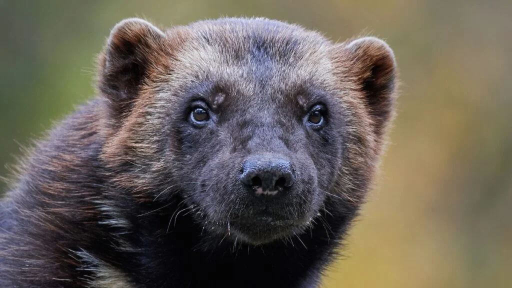 A rozsomák közelről, sötétbarna szőrrel és élénk szemekkel.