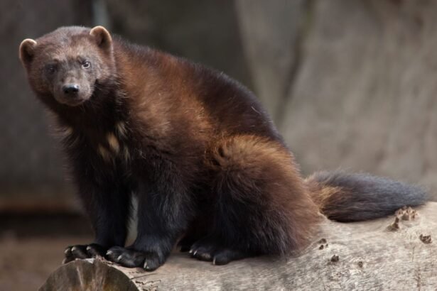 Egy rozsomák ül egy farönkön, figyelmesen néz körbe.