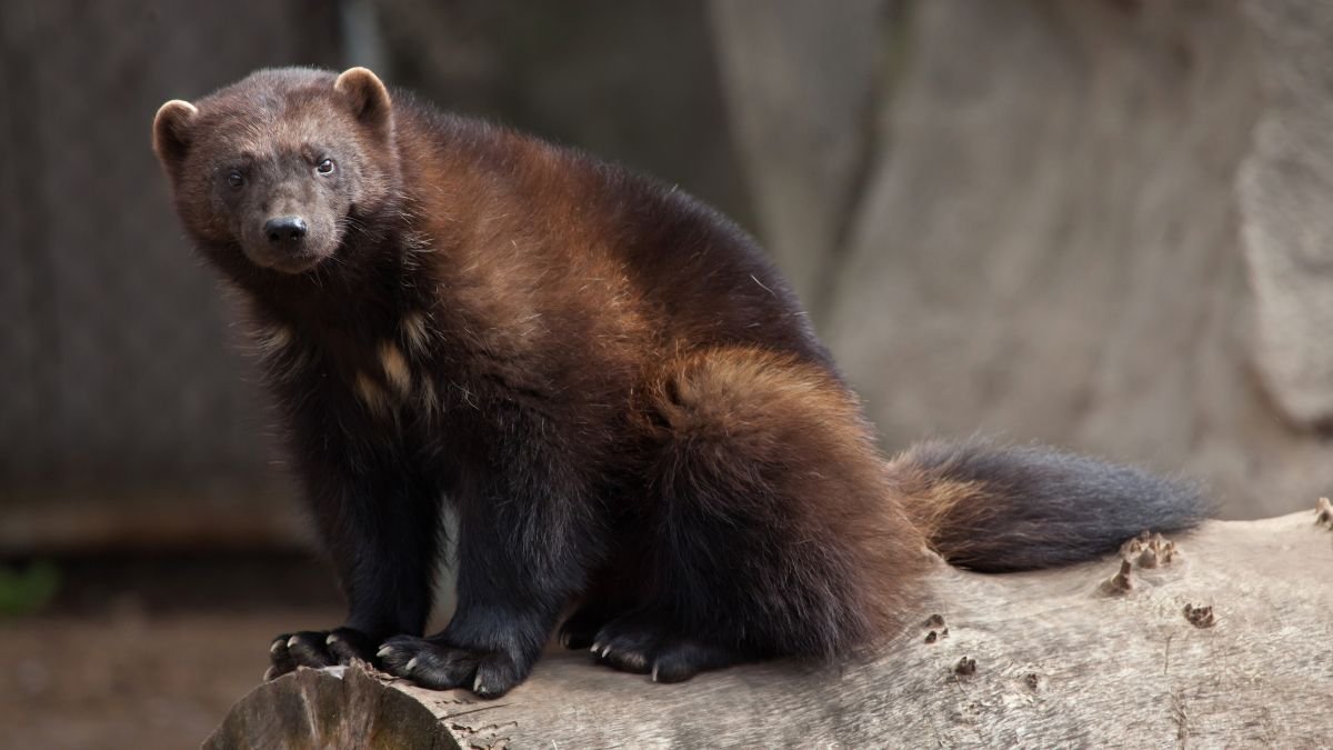 Egy rozsomák ül egy farönkön, figyelmesen néz körbe.