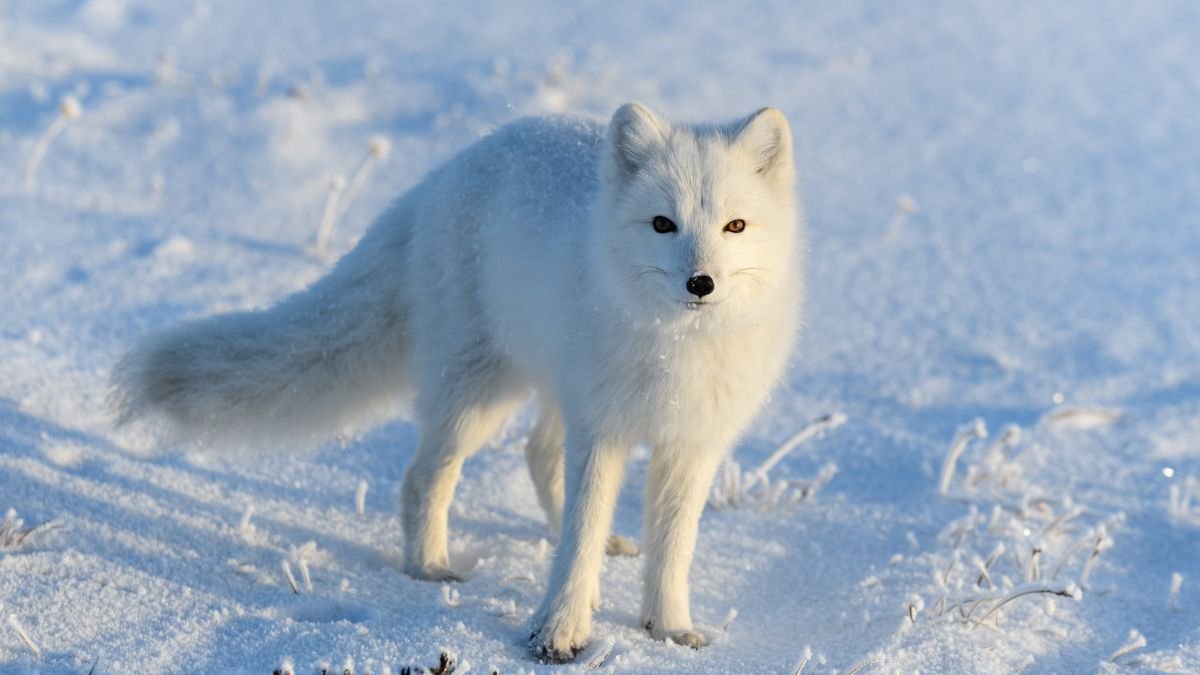 Sarki róka (Vulpes lagopus) - Állatmagazin