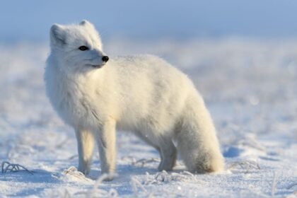 Egy sarki róka áll a hóban, körülötte csillogó hópelyhek.