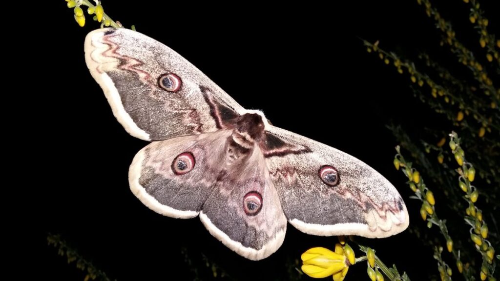 Egy gyönyörű Saturnia pyri lepke virágon ülve, éjszaka.