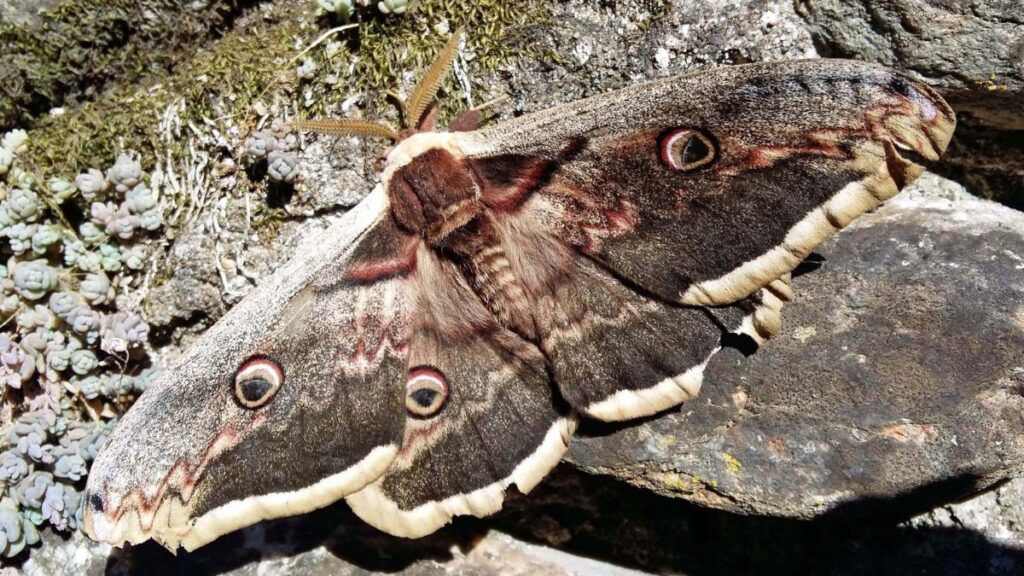 A Saturnia pyri lepkéje, színes szárnyakkal, egy sziklás háttér előtt.