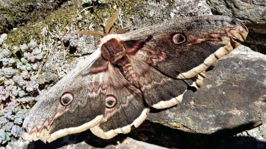 A Saturnia pyri lepkéje, színes szárnyakkal, egy sziklás háttér előtt.