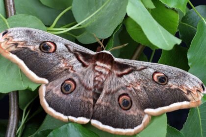 Egy gyönyörű Saturnia pyri lepke pihen egy zöld levélen, színes szárnyai szépen megjelennek.