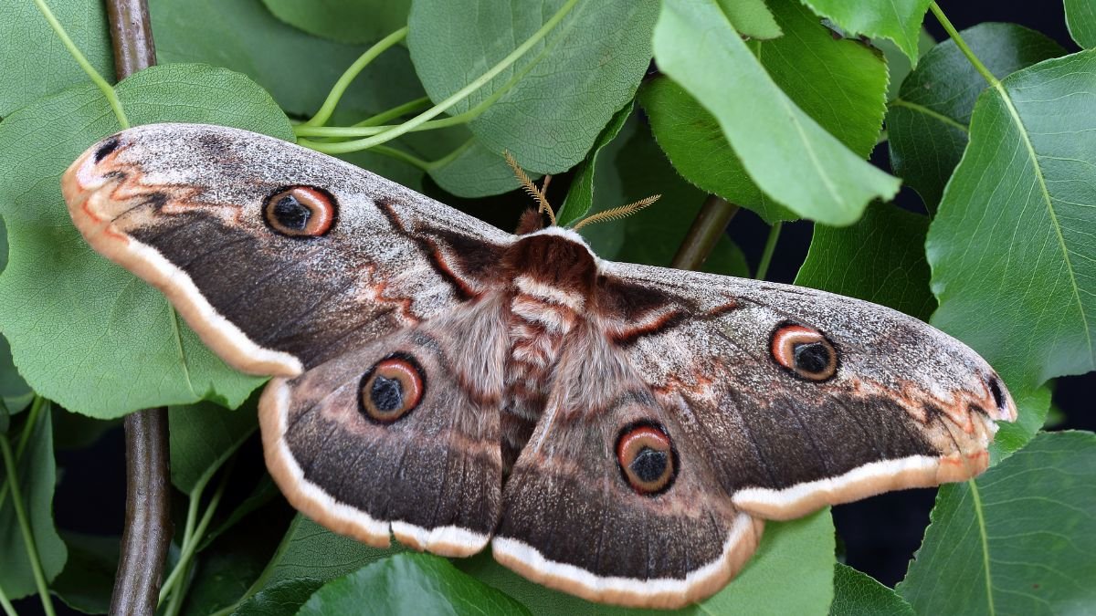 Egy gyönyörű Saturnia pyri lepke pihen egy zöld levélen, színes szárnyai szépen megjelennek.