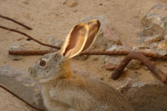 Egy sivatagi nyúl ül a homokos talajon, körülötte kövek és fémrúdak.