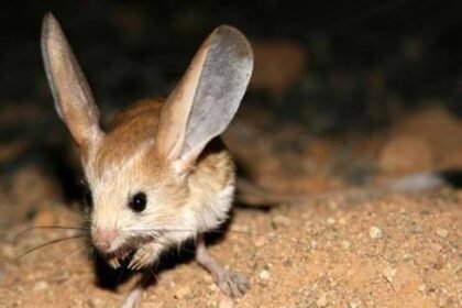 Egy sivatagi ugróegér a földön, nagy fülekkel és apró lábakkal.