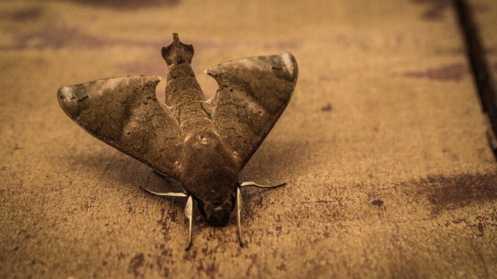 Egy Sphingidae családba tartozó lepkefaj, amely a földön pihen.