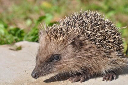 Egy sün a fűben, részletesen látható a tüskéje és az arca.