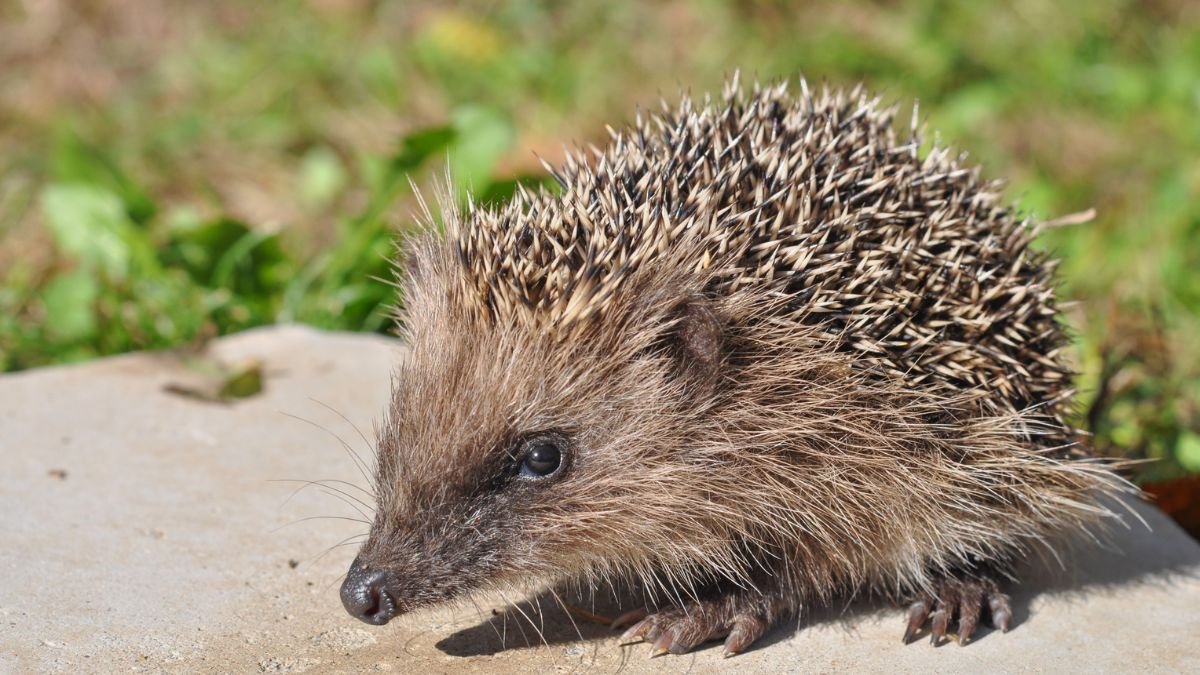 Egy sün a fűben, részletesen látható a tüskéje és az arca.