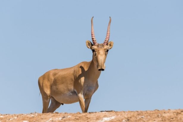 Egy szajga áll a dombon, szép környezetben, a kék ég alatt.