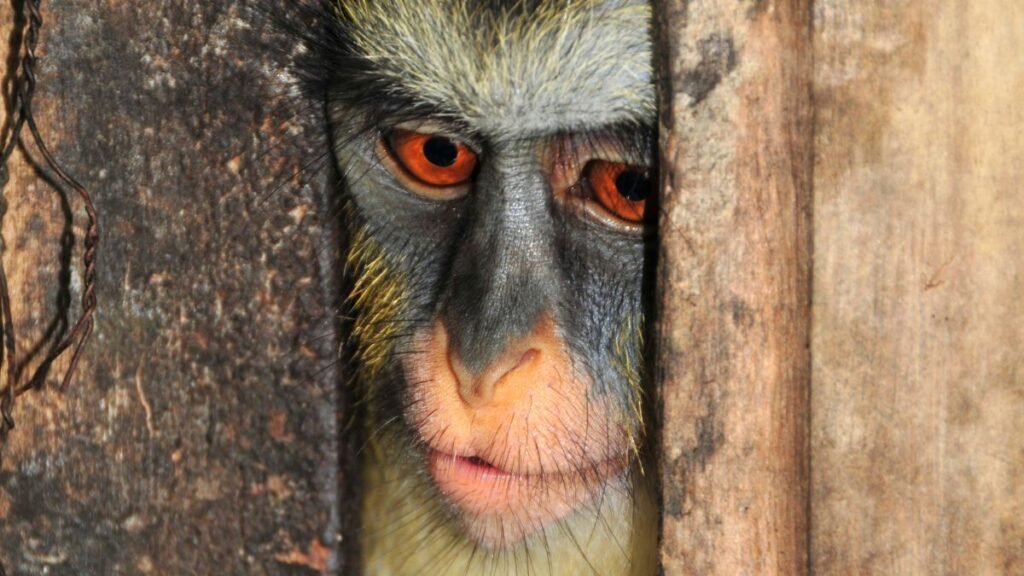 Egy apácacerkóf arca látható, ahogy a fából készült résen kukucskál.