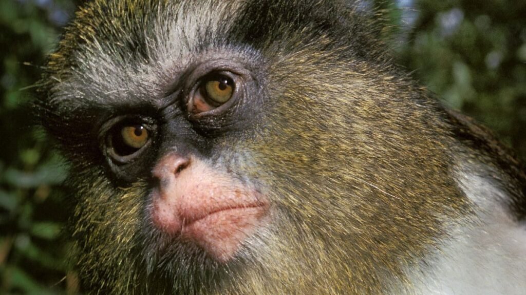 Egy apácacerkóf közelről, élénk színű szőrrel és kifejező szemekkel.