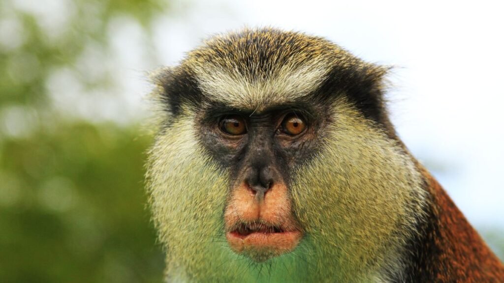 Egy apácacerkóf közelről, figyelmes tekintettel és részletes arccal.