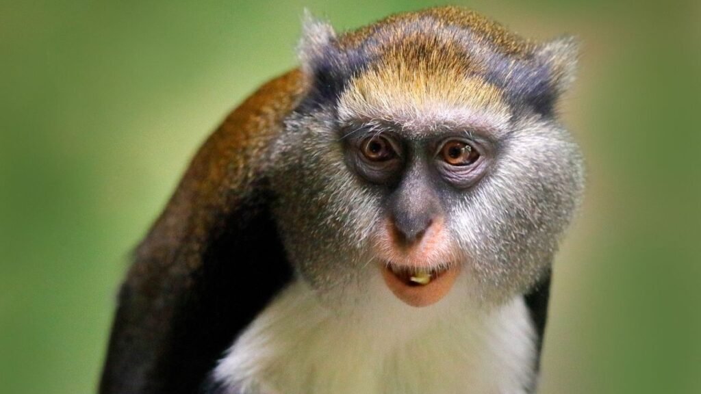 Egy apácacerkóf közelről, élénk színekkel és kifejező arccal.