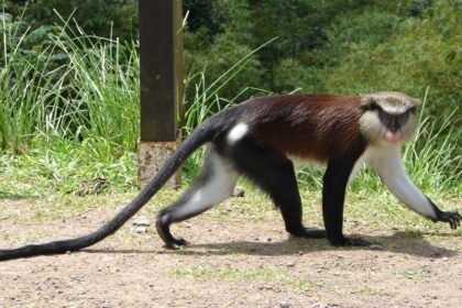 Egy apácacerkóf sétál a fűben, hosszú farka és jellegzetes színezetével.