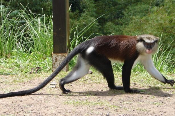 Egy apácacerkóf sétál a fűben, hosszú farka és jellegzetes színezetével.