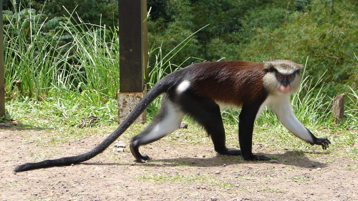 Egy apácacerkóf sétál a fűben, hosszú farka és jellegzetes színezetével.