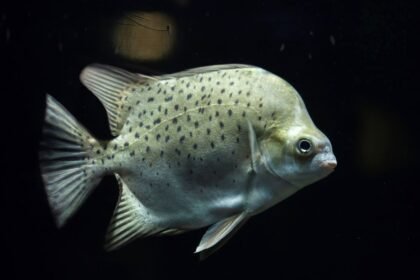 Egy árgushal úszik a vízben, szürkés színével és fekete pöttyökkel.