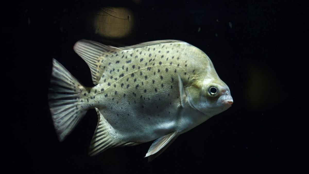 Egy árgushal úszik a vízben, szürkés színével és fekete pöttyökkel.