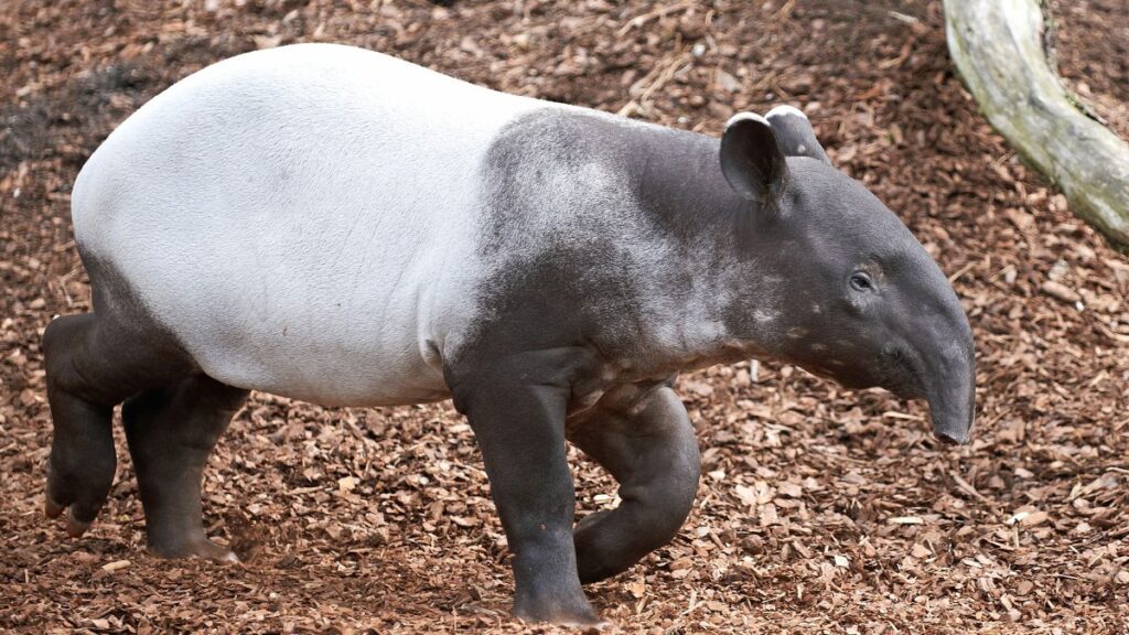 Egy ázsiai tapír sétál a földön, barna falevelek között.