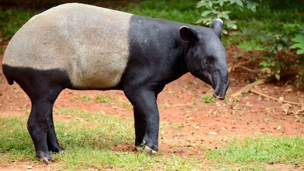Egy ázsiai tapír áll a zöld fűben, különleges fekete és szürke bundájával.