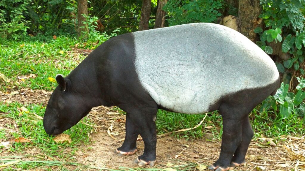 Egy ázsiai tapír, fekete és szürke színű bundával, fűben állva.