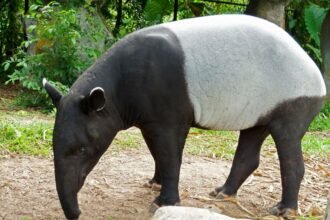 Egy ázsiai tapír, fekete és szürke színnel, zöld növényzet között sétál.