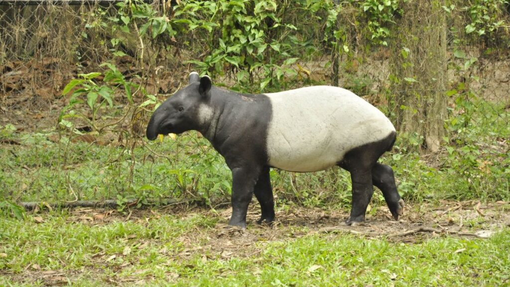 Egy ázsiai tapír sétál a zöld fűben, háttérben növényekkel.