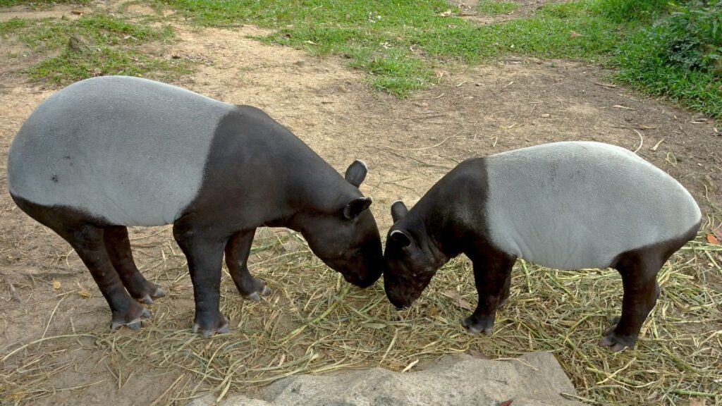 Két ázsiai tapír, amint fűt legelnek egy zöld területen.