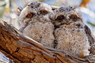 Két bagolyfecske ül egy fán, szőrük puha és szürke, nagy, élénk narancssárga szemekkel néznek.