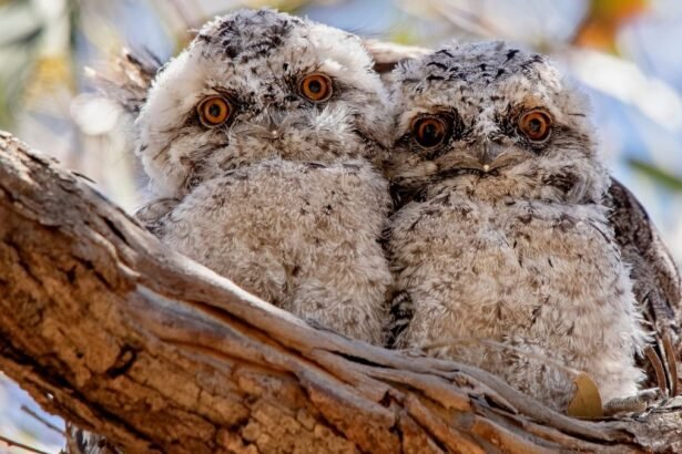 Két bagolyfecske ül egy fán, szőrük puha és szürke, nagy, élénk narancssárga szemekkel néznek.