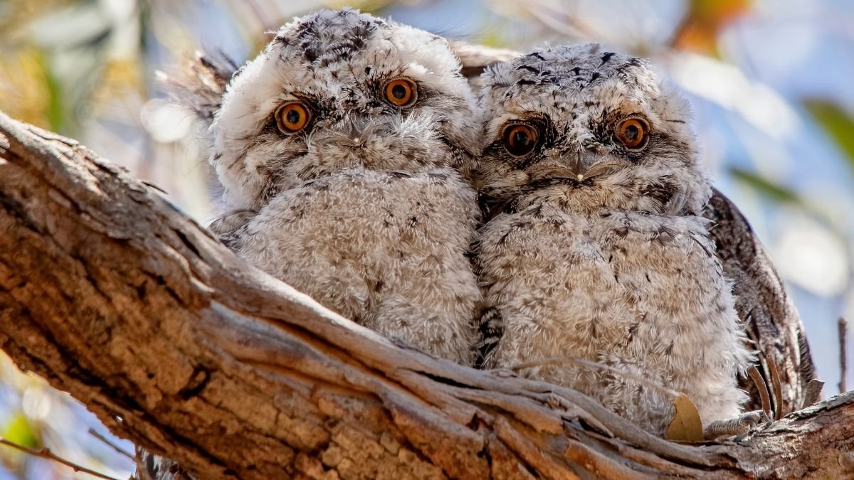 Két bagolyfecske ül egy fán, szőrük puha és szürke, nagy, élénk narancssárga szemekkel néznek.