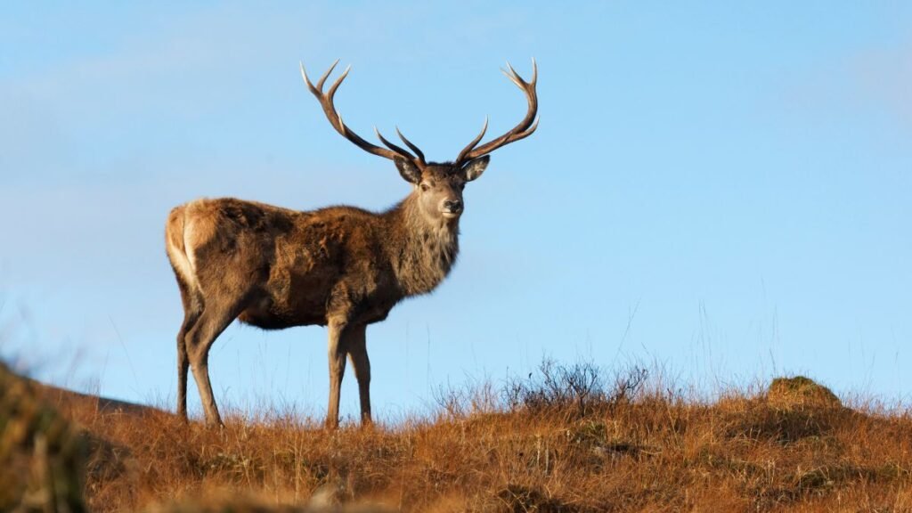 Egy berber szarvas áll a domboldalon, szép szarvai és bundája látható.