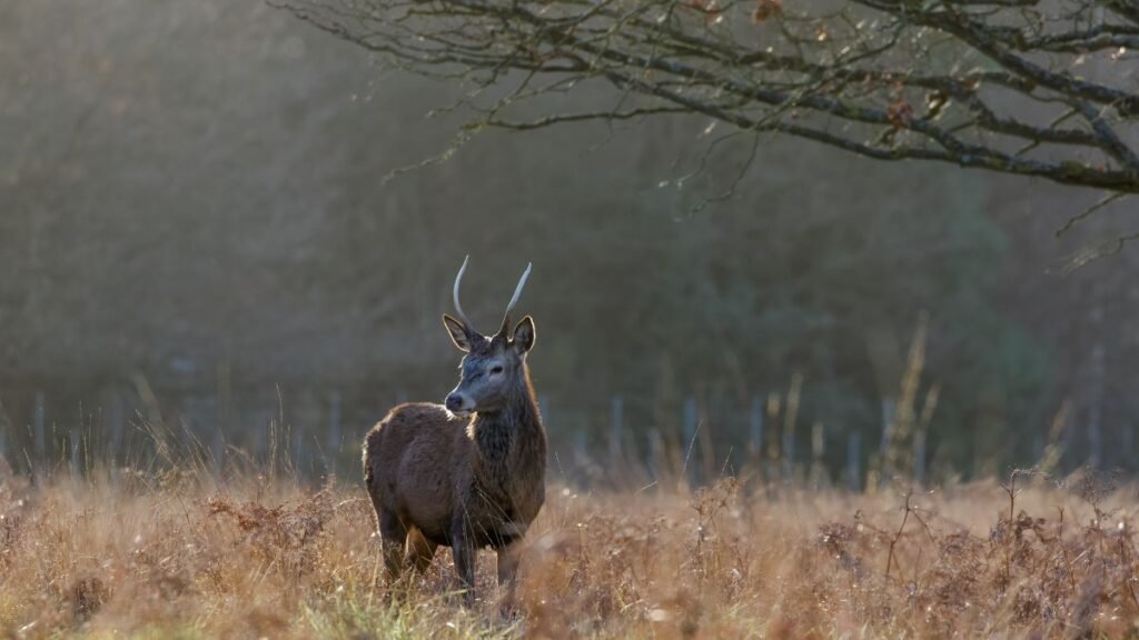 Egy berber szarvas áll a fűben, háttérben fák és szórt fények.
