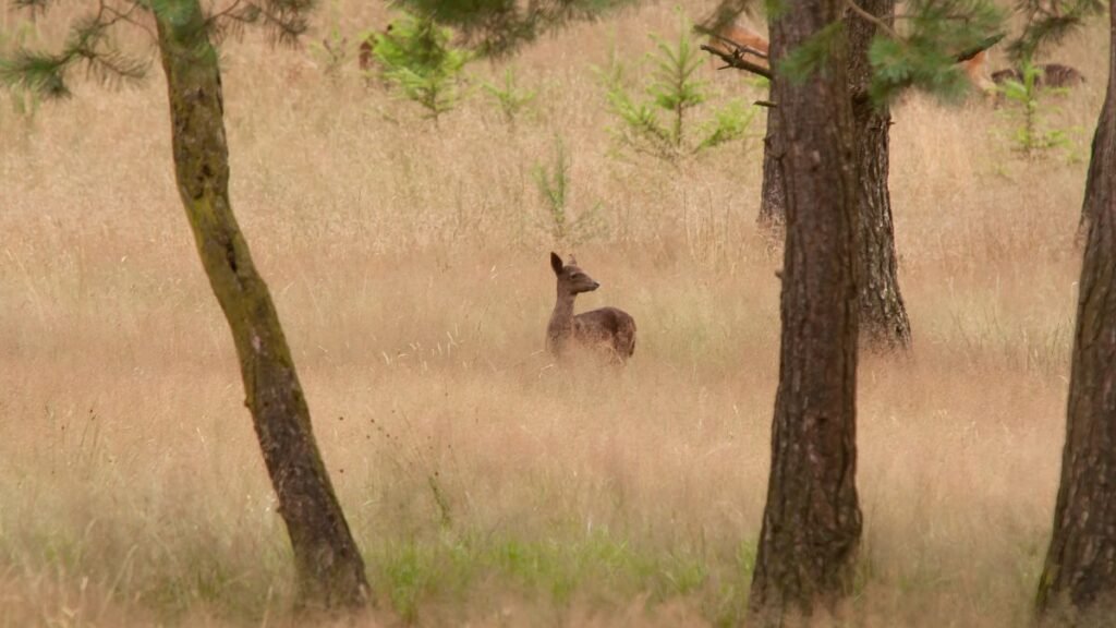 Egy berber szarvas áll a fűben, körülötte fák és zöld növények.