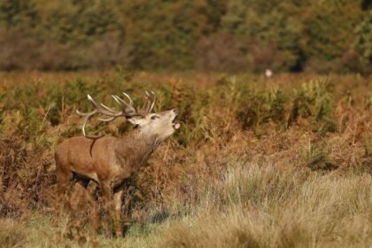 Egy berber szarvas, aki hangosan bőg a természetben, körülötte zöld növényzet.