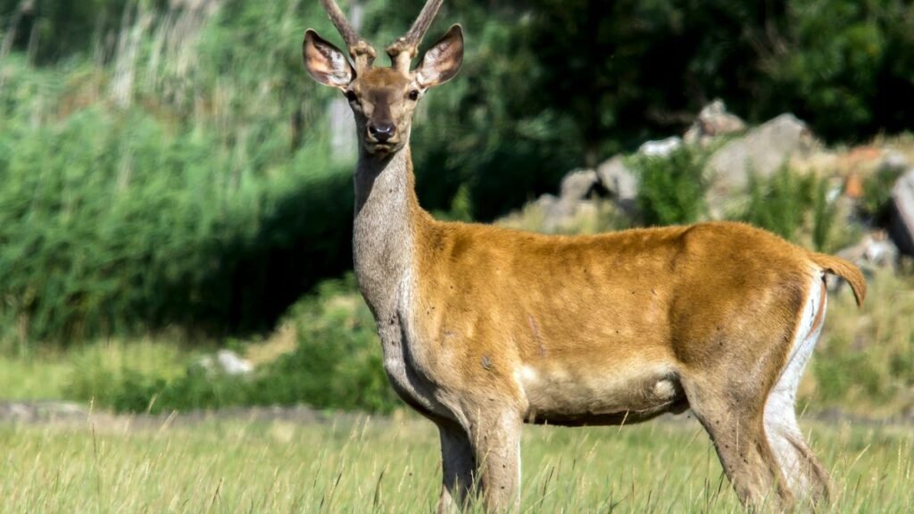 Egy berber szarvas áll a zöld fűben, figyelmesen néz a kamerába.