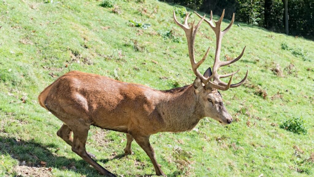 Egy berber szarvas fűben áll, impozáns agancsokkal és szép bundával.