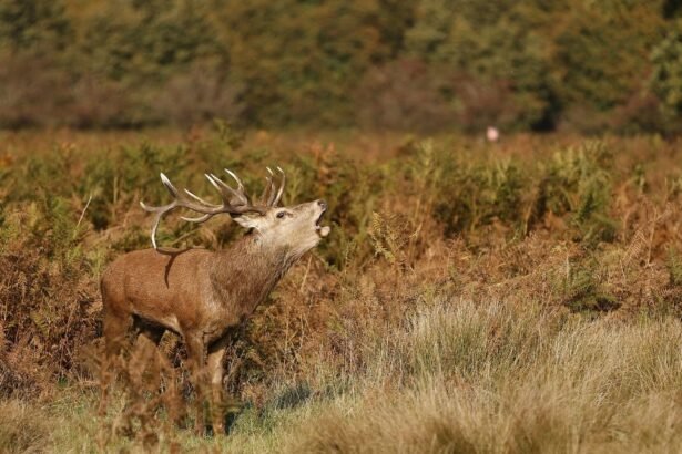 Egy berber szarvas, aki hangosan bőg a természetben, körülötte zöld növényzet.