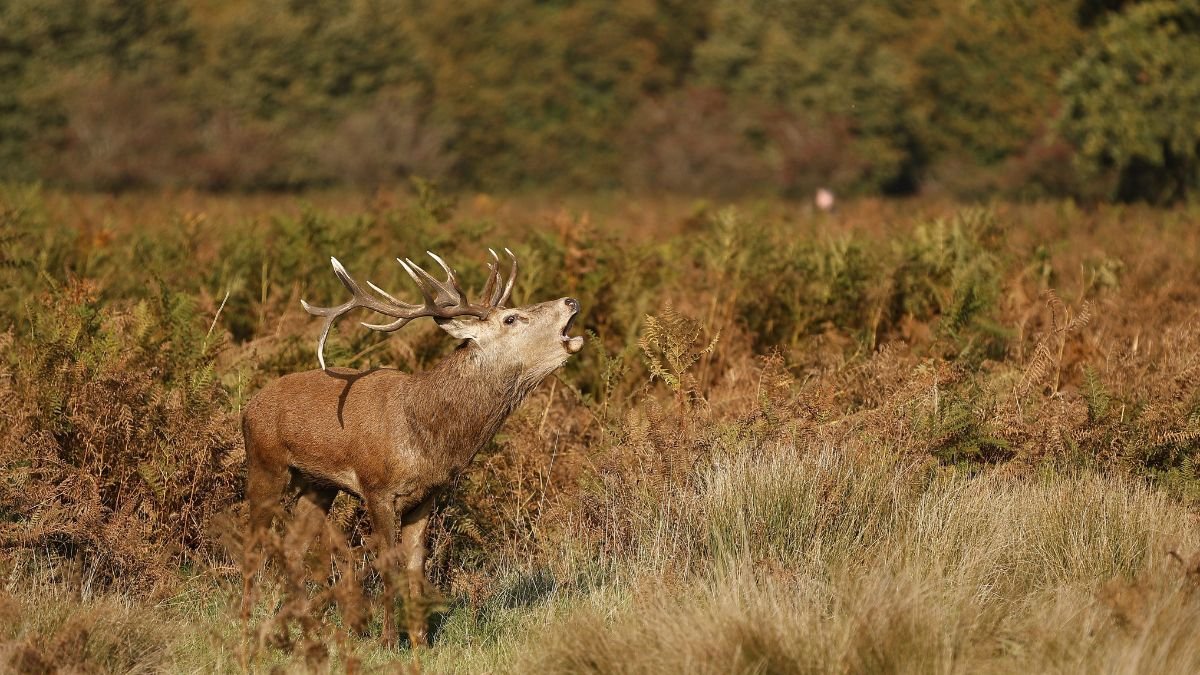 Egy berber szarvas, aki hangosan bőg a természetben, körülötte zöld növényzet.