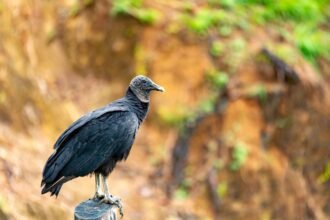 Fekete keselyű, amely egy fán ül, háttérben zöld növényzet látható.