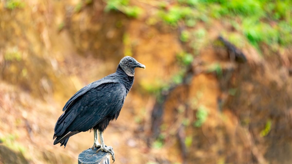 Fekete keselyű, amely egy fán ül, háttérben zöld növényzet látható.